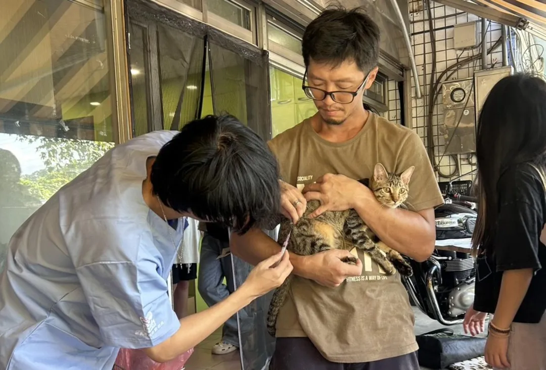 會外出蹓蹓的喵星人，每年都要打狂犬病疫苗。（圖／新北市動物保護防疫處提供）