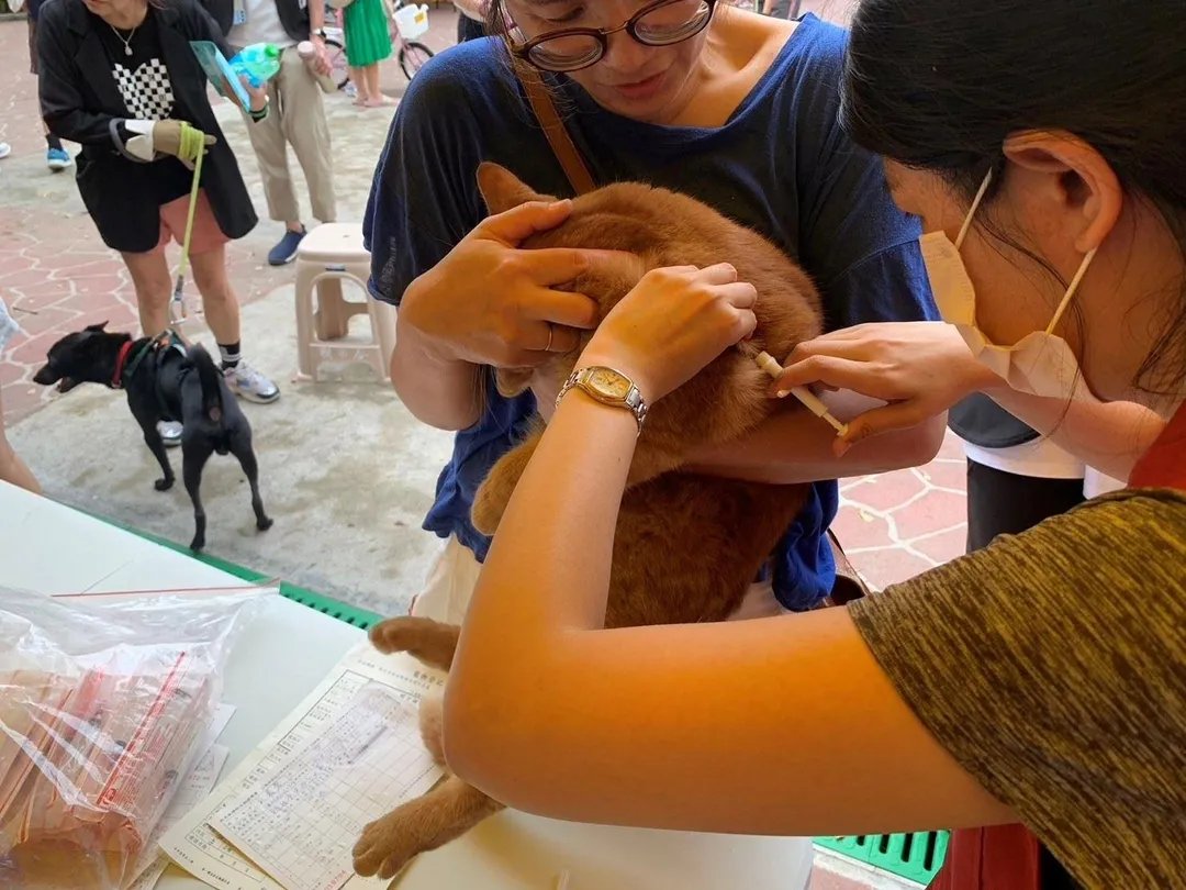 寵物登記前需要在動物的頸背部植入晶片，植入過程簡單省時。（圖／新北市動物保護防疫處提供）