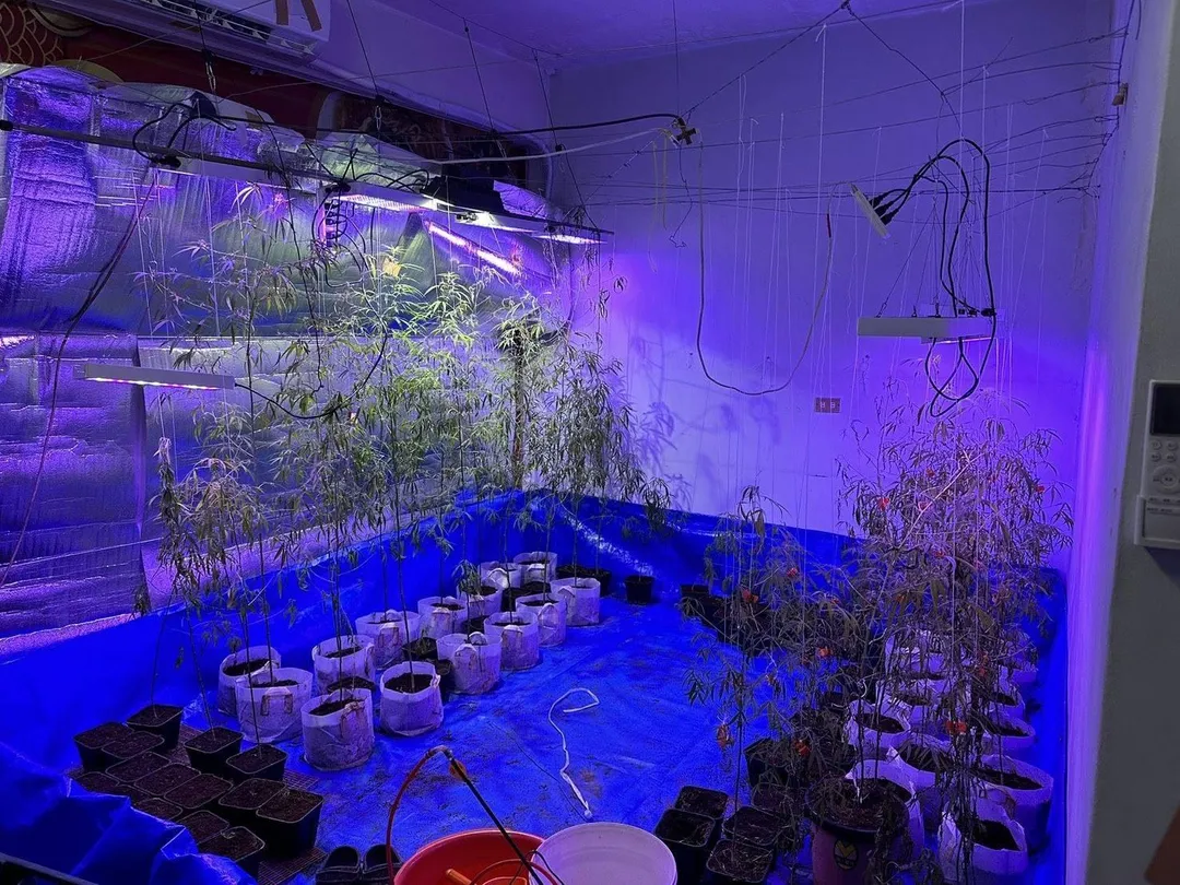 楊姓男子因積欠債務，遭債主林男要求種植大麻抵債。（圖／警方提供）