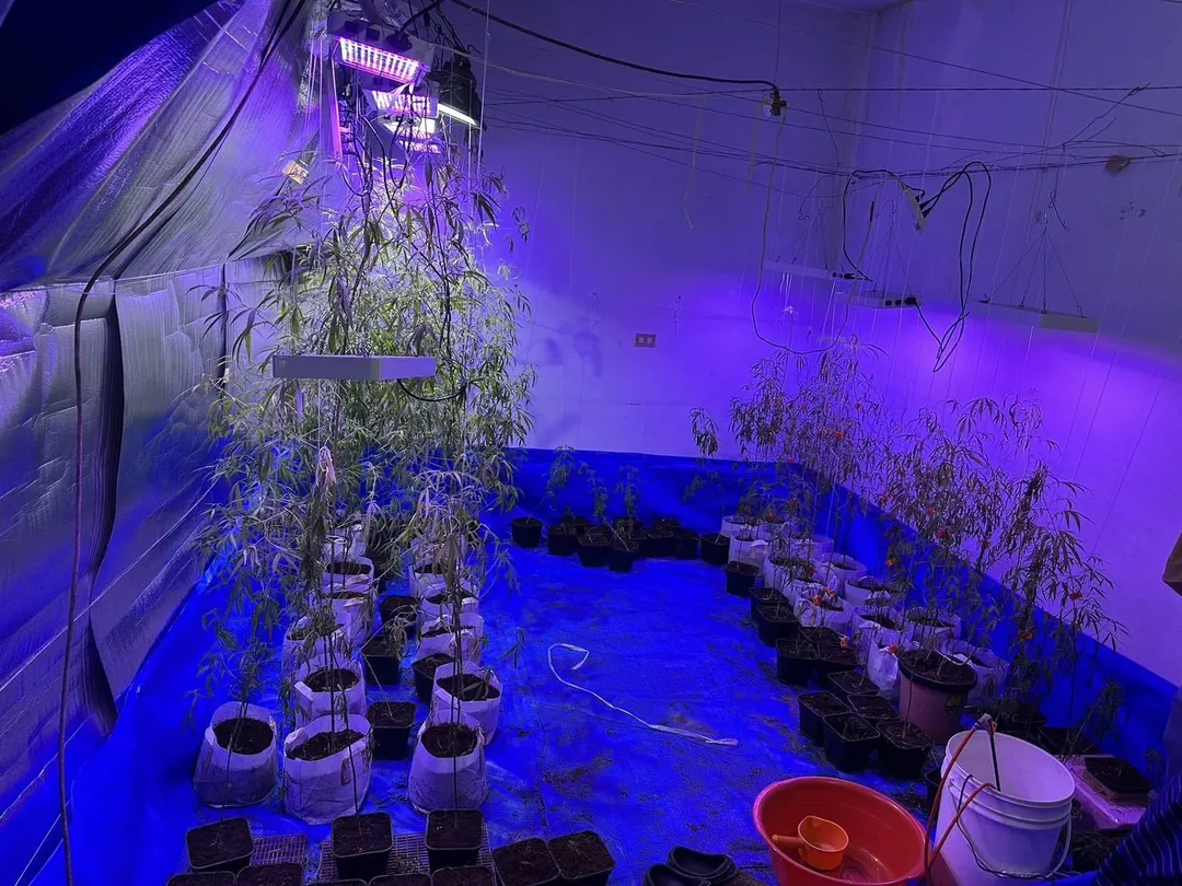 警方在楊姓男子位於南投的租屋處，查獲種植大麻及工具。（圖／警方提供）