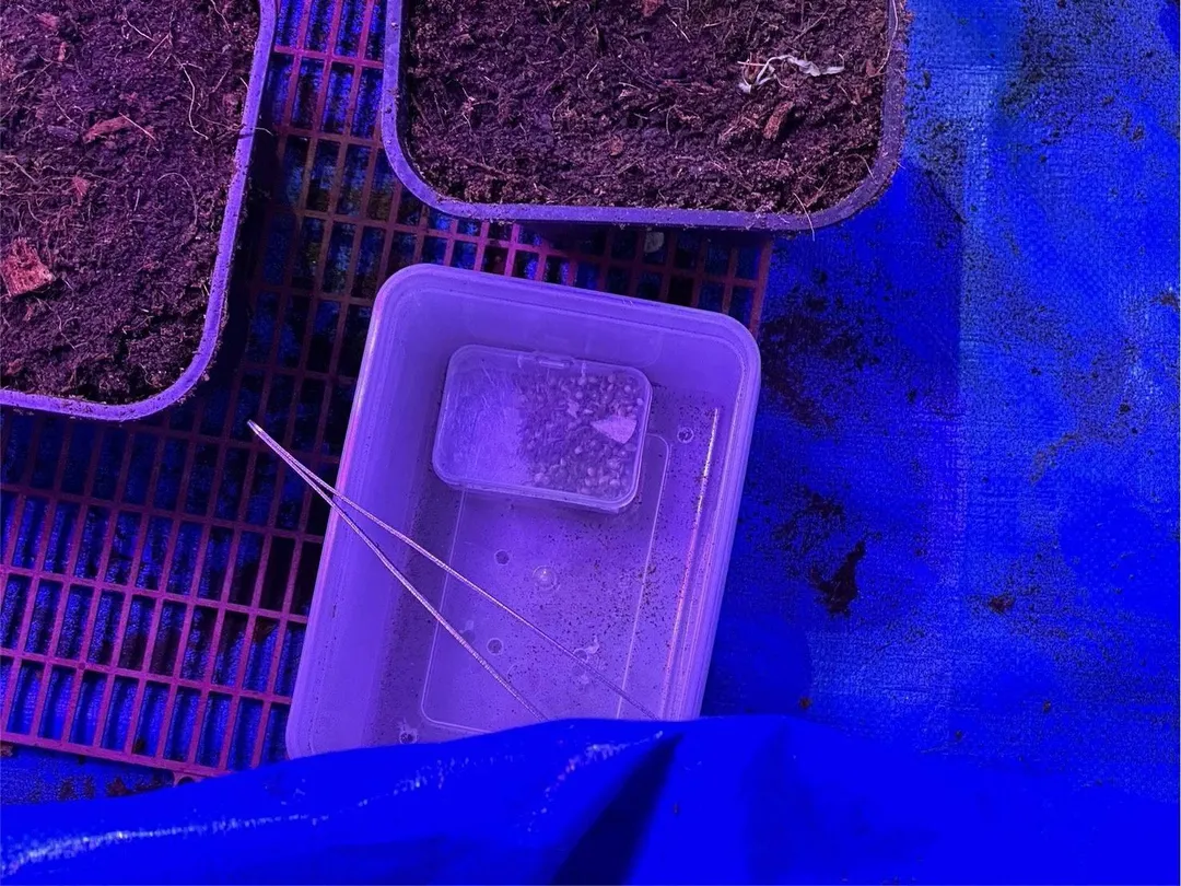 警方在楊姓男子位於南投的租屋處，查獲種植大麻及工具。（圖／警方提供）