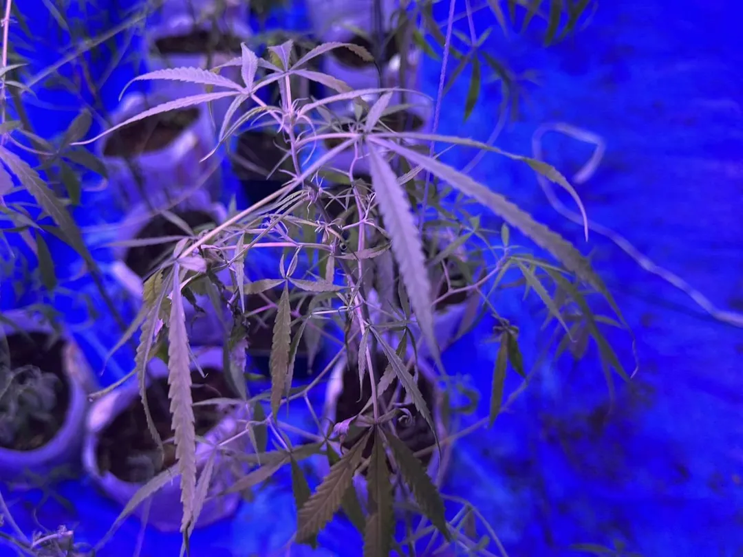 警方在楊姓男子位於南投的租屋處，查獲種植大麻及工具。（圖／警方提供）