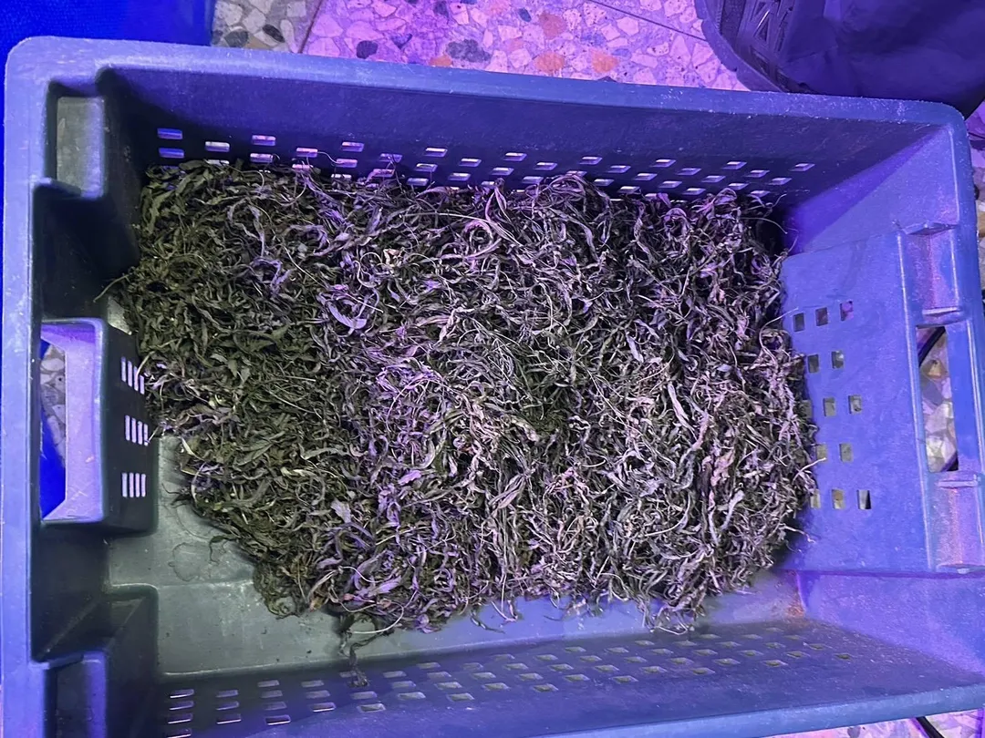 南投楊姓男子因欠債，被債主要求種大麻抵債。（圖／警方提供）