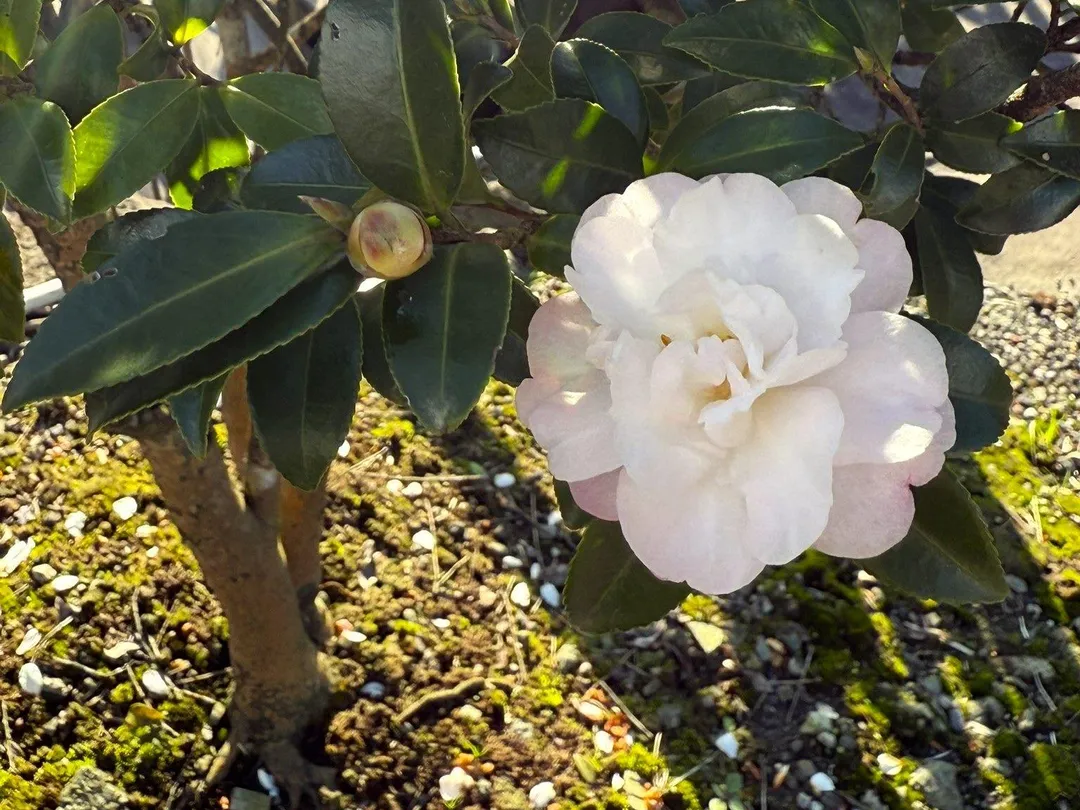 白色茶花清麗典雅別具風情。（圖／台北市工務局大地工程處提供）