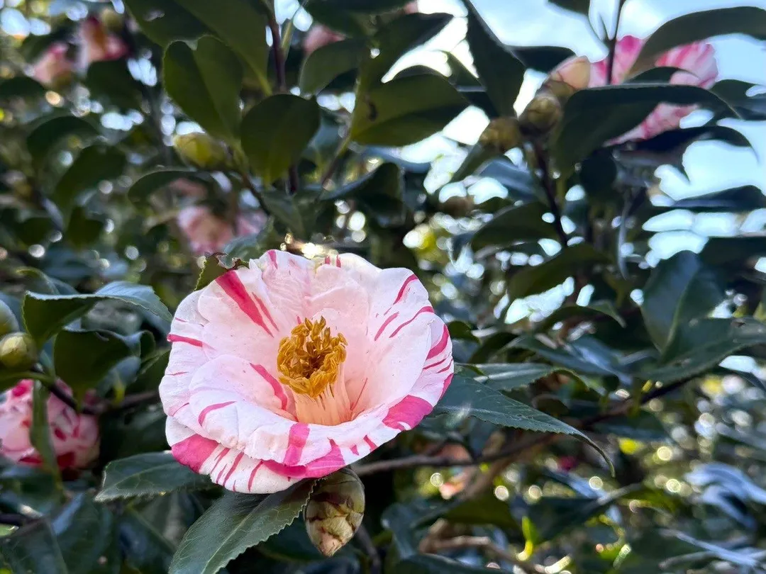 水圳步道旁有粉白色茶花盛開。（圖／台北市工務局大地工程處提供）