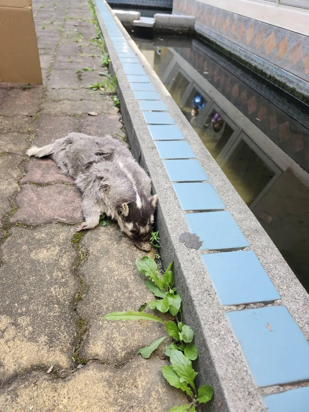 屏東春日鄉死亡鼬獾驗出狂犬病。（圖／屏東縣動物防疫所提供）
