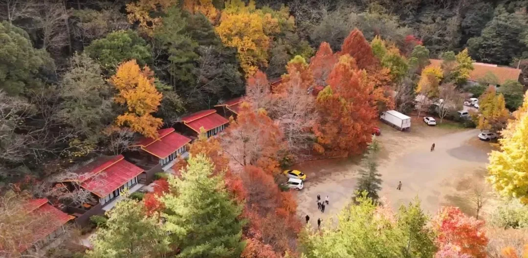 台中大梨山地區的武陵農場與福壽山農場正值楓葉、落羽松轉色最佳觀賞期。（圖／中天新聞）