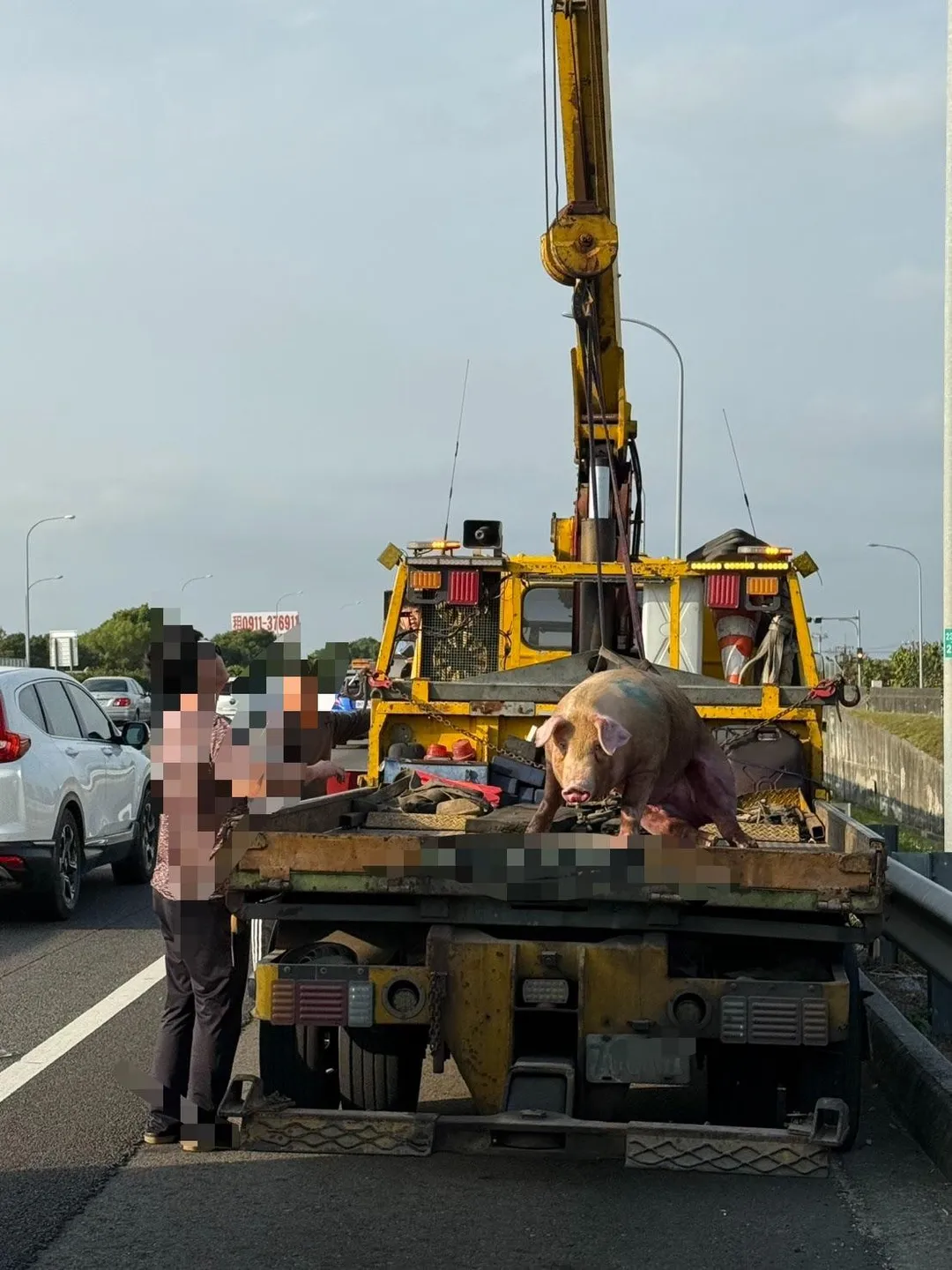 楊姓男子駕駛營業大貨車載運豬隻，行經國道1號虎尾路段時，豬隻突然摔落，警方找來拖吊車將豬隻放置路肩。（圖／警方提供）