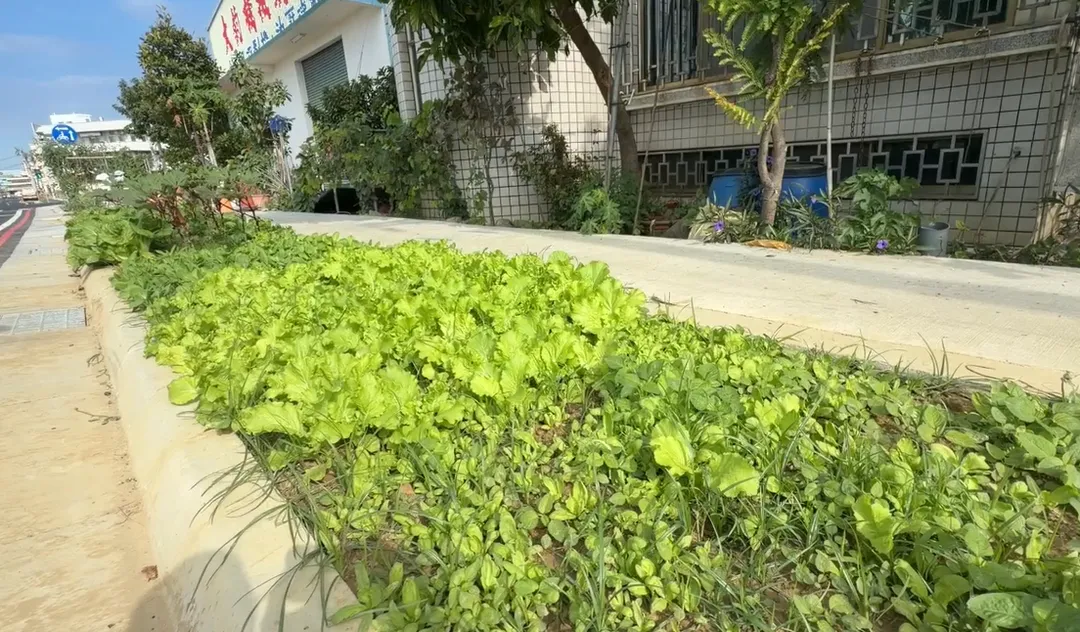 民眾自行在路邊開闢「開心農場」，種植各種蔬菜。（圖／中天新聞，下同）