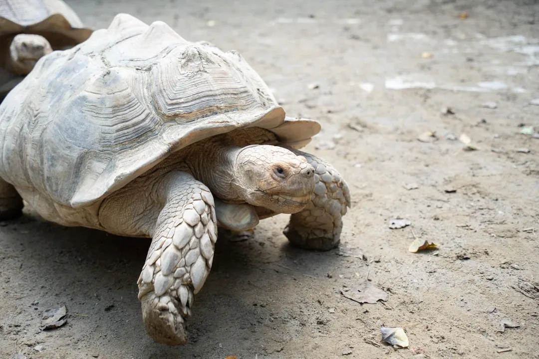 台北市立動物園近期受關注的蘇卡達象龜是目前世界上體型第三大的陸龜。（圖／台北市立動物園）