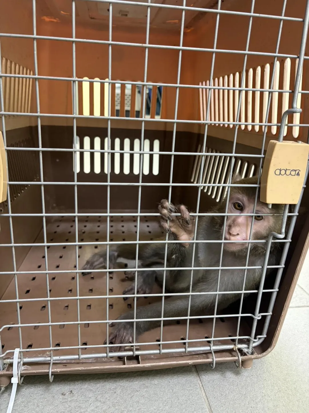 針對此事件，新北市動物保護防疫處已介入調查，並在該貼文中回應，該獼猴已被帶回妥善安置。（圖/新北市動保處提供）