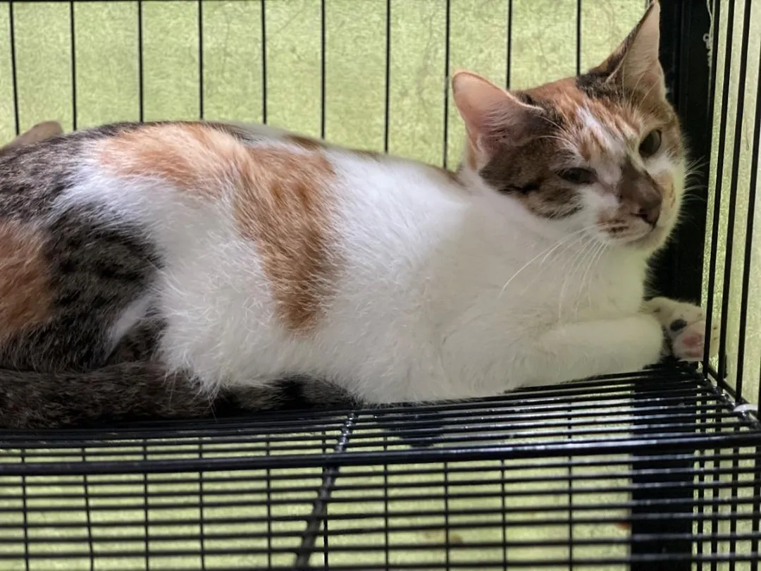 台北市信義區游姓女飼主虐貓案件,北市動保處介入後,1犬9貓皆已被緊急安置。(圖/台北市動保處提供)