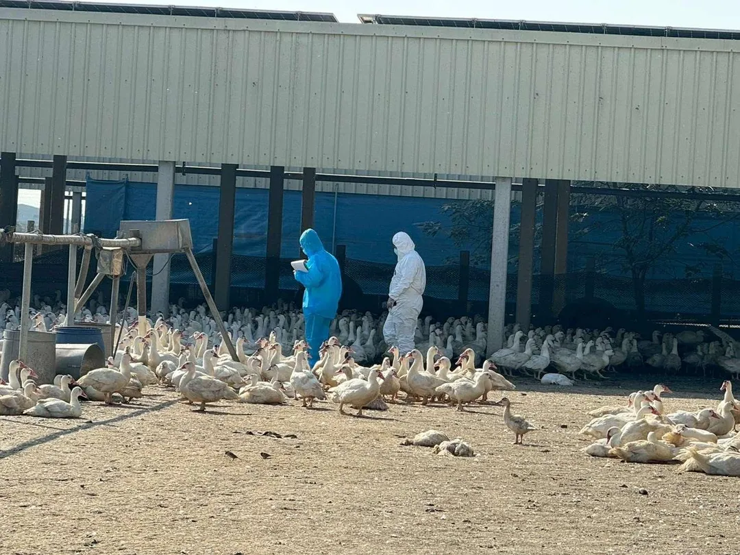 防疫單位依標準作業程序，執行16週齡肉鴨5267隻之撲殺銷毀作業。（圖／雲林動植物防疫所提供）