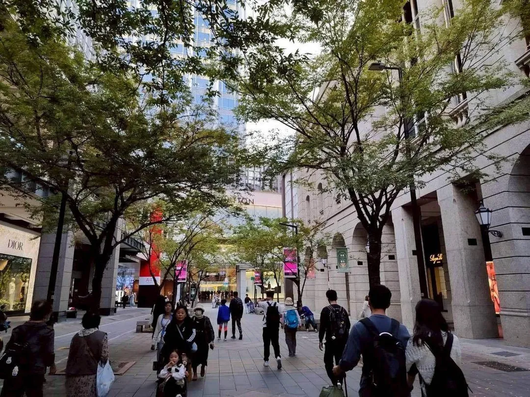筆直櫸木營造出都市中難得的休憩空間，讓人身心放鬆。（圖／台北市政府）