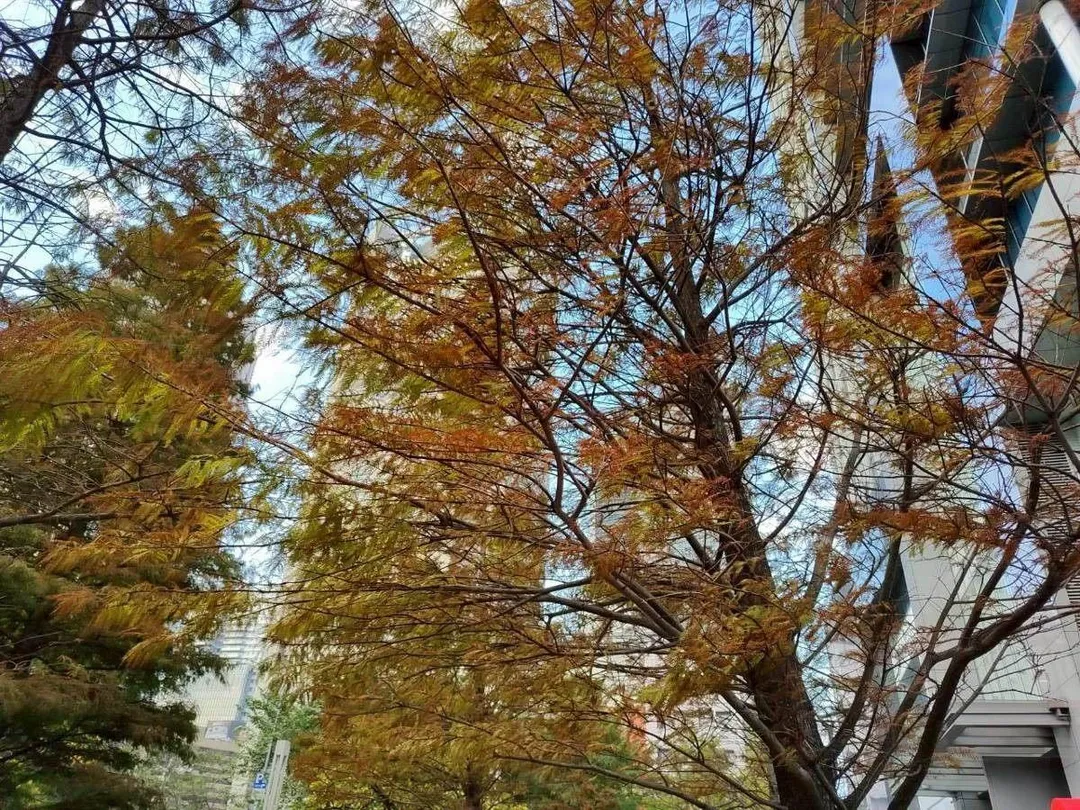 近日寒流來襲，天氣漸漸變冷，催使落羽松開始轉色。（圖／台北市政府）