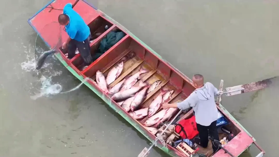 中國大陸培育出無刺鯽魚。圖僅為示意圖。(圖/新華社)