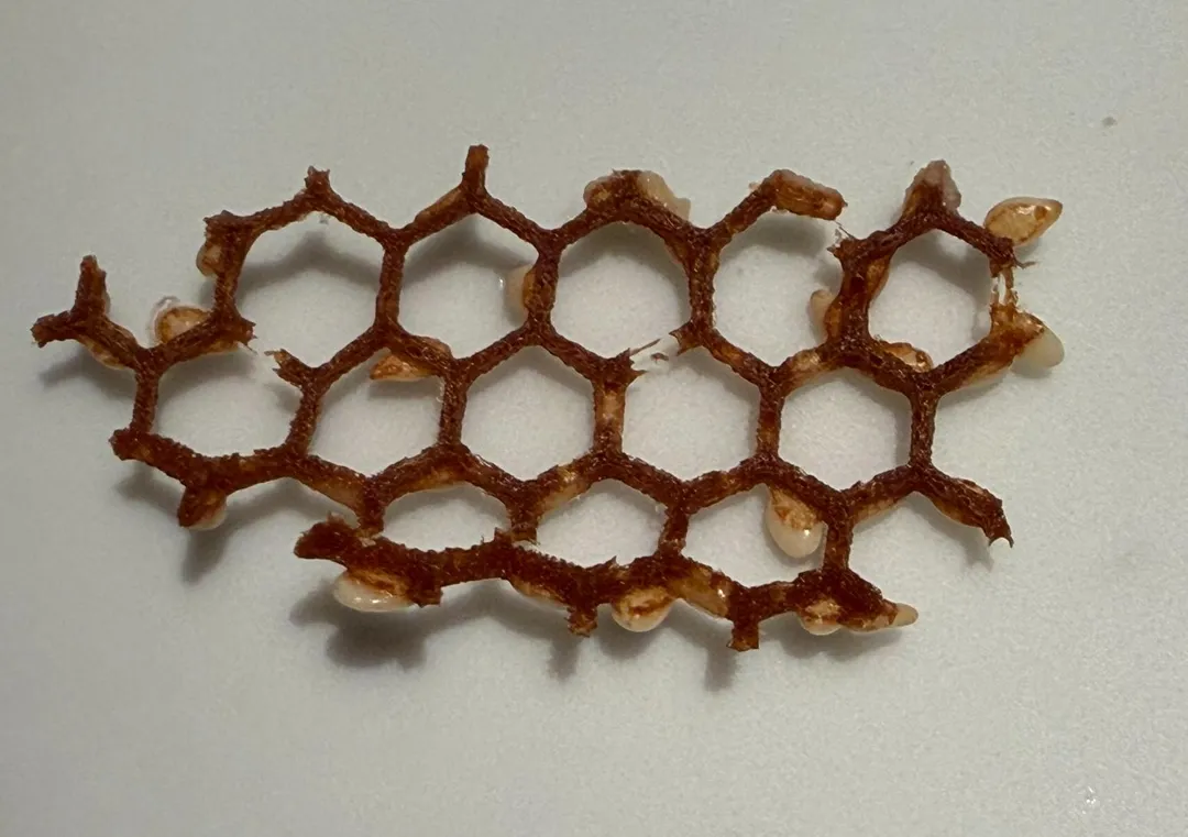 法式蜂巢蕾絲餅使用手炒紅棗及黑棗,成就「解構」型態的棗泥鍋餅。(圖/黃宏輝提供)