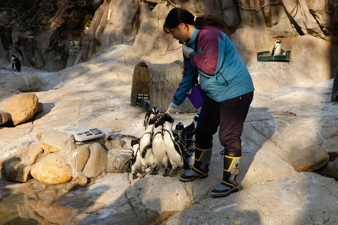 林奕華一行參觀上海動物園的黑腳企鵝。（台北市政府提供）
