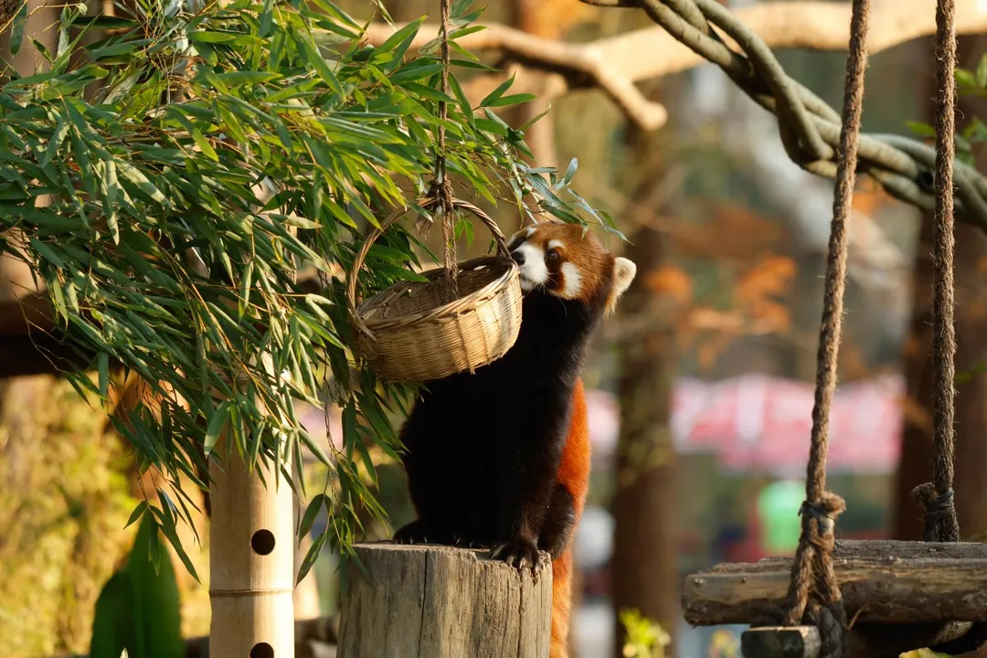上海動物園的小貓熊覓食情形。（台北市政府提供）