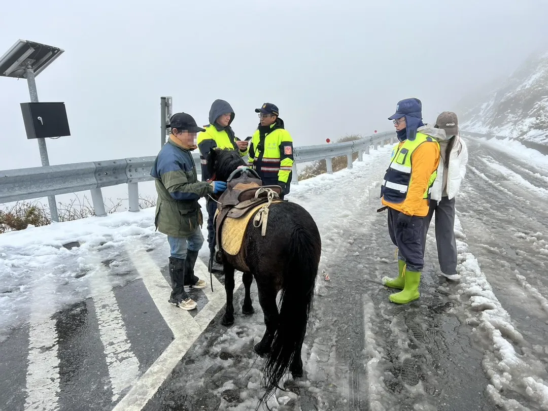 許多民眾到合歡山追雪，竟然有人帶著一匹馬到武嶺。（圖／太魯閣國家公園管理處提供）