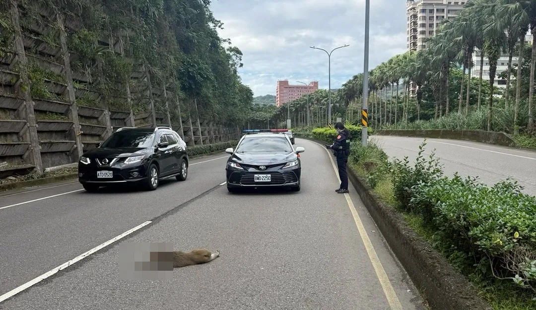 猴子遭撞後當場死亡。（圖／翻攝畫面）