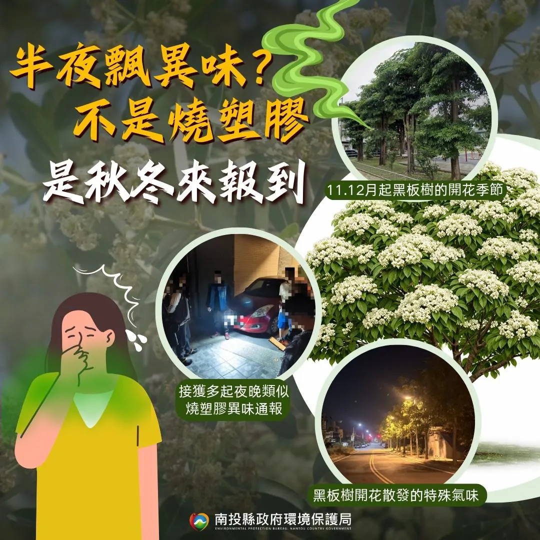 環保局近期接獲多起夜間異味通報,經稽查人員實地查證,為黑板樹開花所散發的特殊氣味。(圖/翻攝自南投縣政府環境保護局臉書)