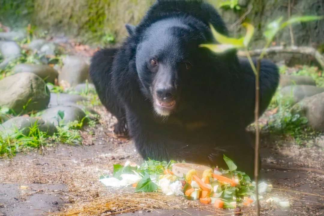 為了與黑熊和諧共存,動物園提出三項呼籲。(圖/台北市立動物園提供)
