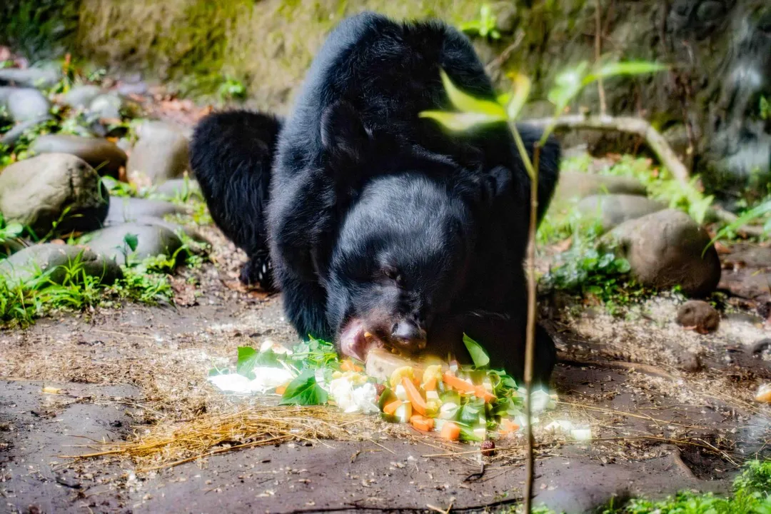 台北市立動物園於12月30日慶祝亞洲黑熊「黑糖」的17歲生日。(圖/台北市立動物園提供)