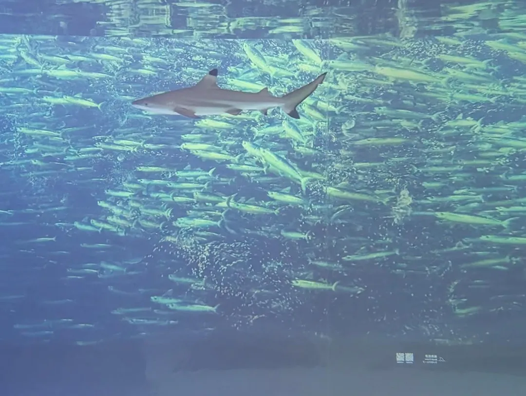 在鯊魚區善用現場的深海投影，可以拍出電影級精彩大片。（圖／中天新聞）