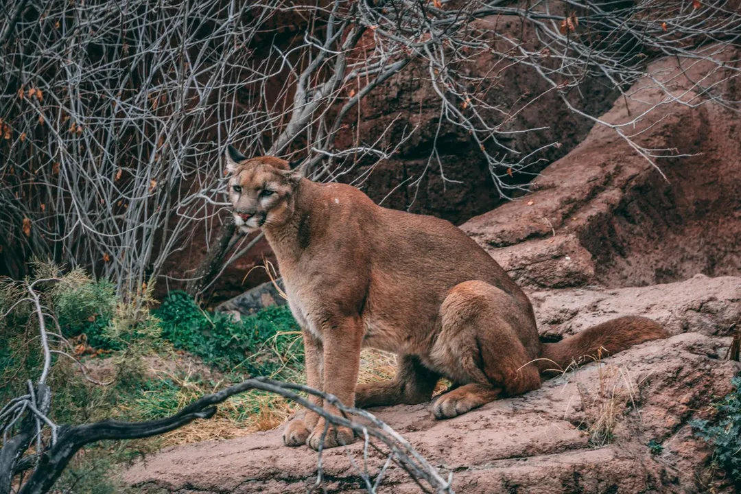 美國一名女子獨自登山時遭美洲獅襲擊。（示意圖／unsplash）