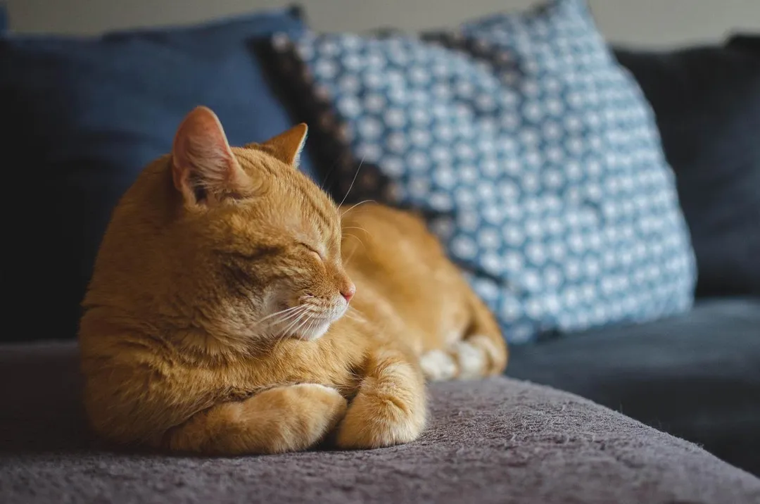貓誤觸感應爐引發火警,2飼主判賠109萬。(示意圖/取自pixabay)