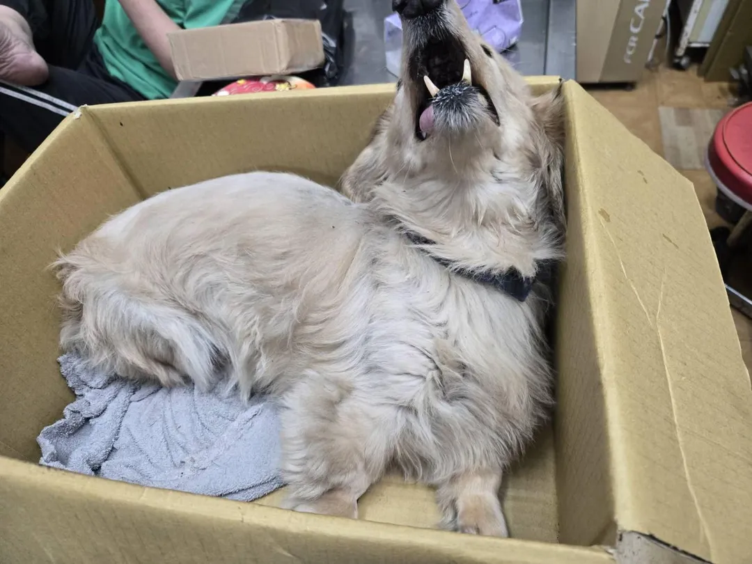 臘腸犬因為疼痛而哀嚎。（圖／新北市動保處）
