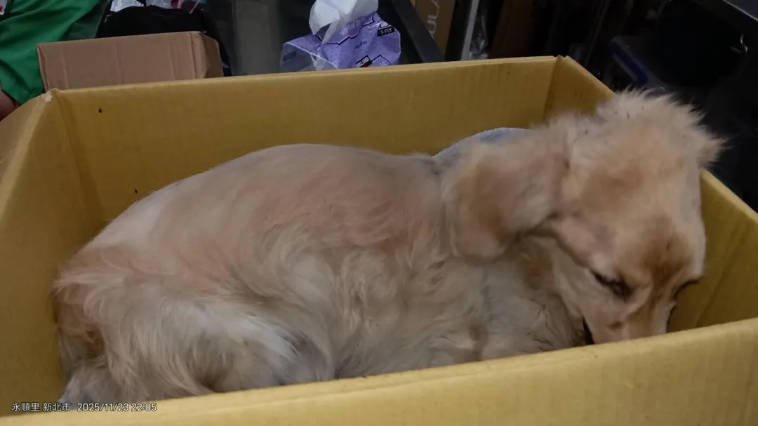 臘腸犬抵達醫院時，精神萎靡。（圖／新北市動保處）