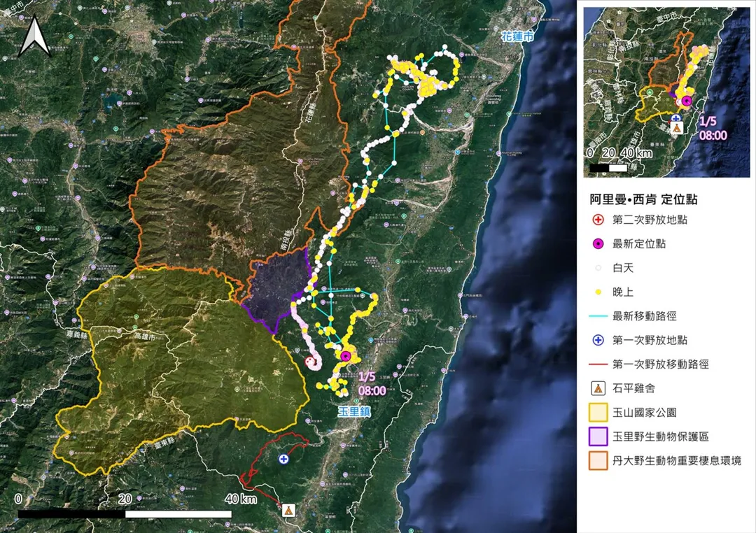 長距離往北移動直線距離達64公里，停留活動一段時間之後，再度往南折返回到野放地東側。（圖／林保署花蓮分署提供）