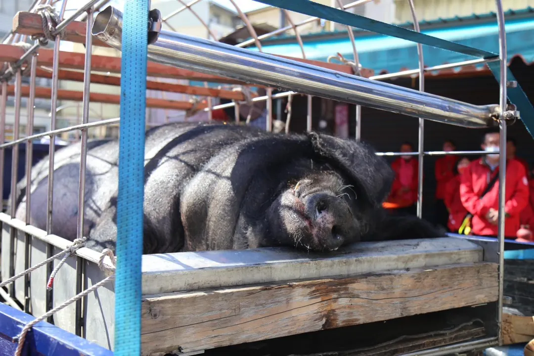 彰化溪湖福安宮飼養的一隻重達1124台斤的神豬於4日晚上以敬獻神明名義被廟方當眾宰殺。(圖/翻攝自彰化溪湖福安宮-溪湖媽臉書)