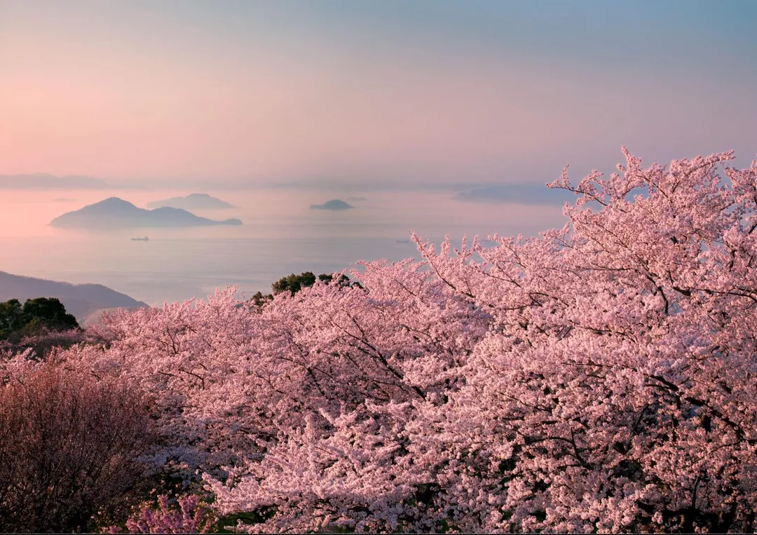 日本二線城市成旅日趨勢，四國躍昇聲量成長第二名，其中紫雲出山被譽為一生必訪的櫻花絕景。（圖／雄獅旅遊）