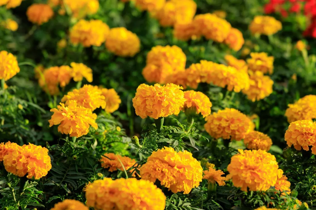 萬壽菊。(圖/台北市政府工務局水利工程處提供)