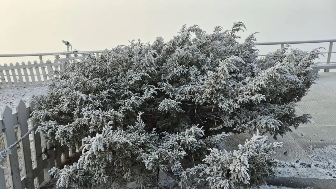 玉山霧淞。（圖／中央氣象署提供）