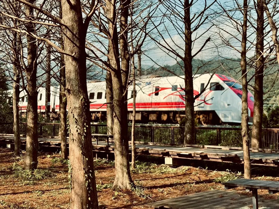 雙溪牡丹落羽松秘境內近距離捕捉列車與落羽松交織畫面。(圖/新北市政府提供)