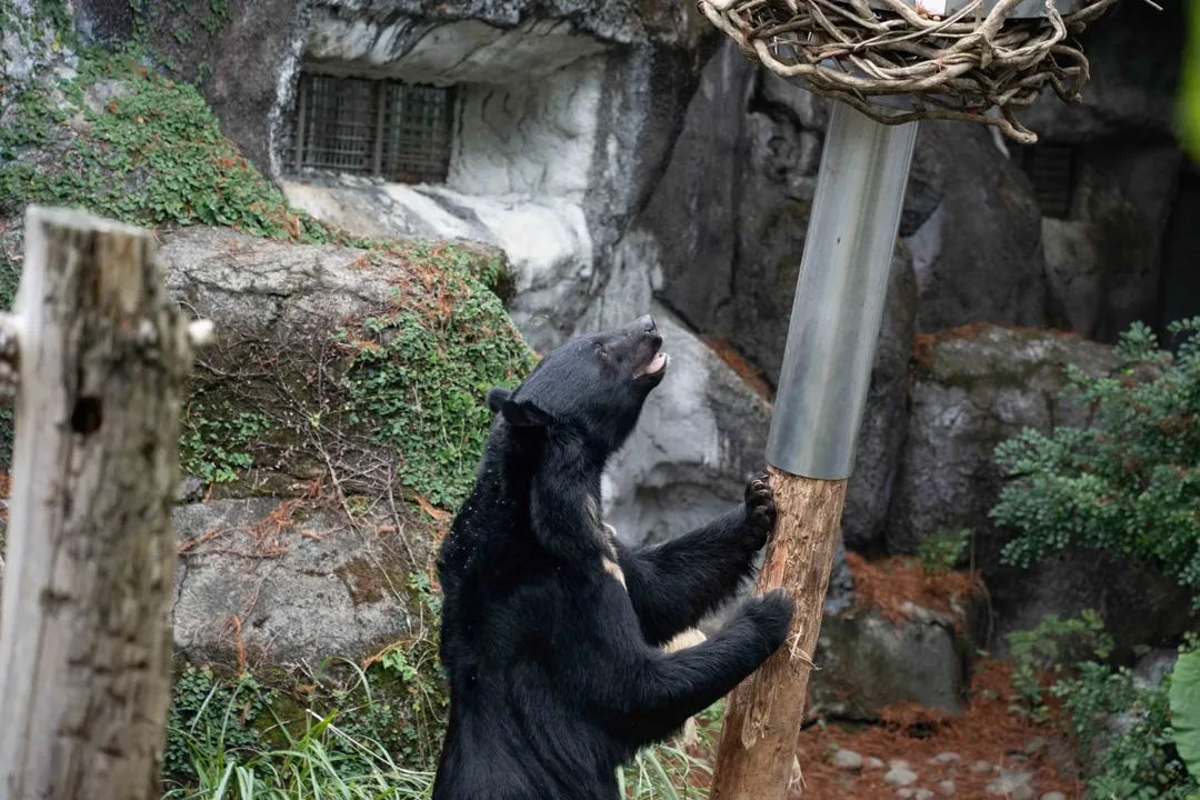 「黑熊晃晃柱」主要是利用黑熊敏銳的嗅覺，引導動物在採食過程中運用不同肢體部位與身體肌群。（圖／臺北市立動物園）