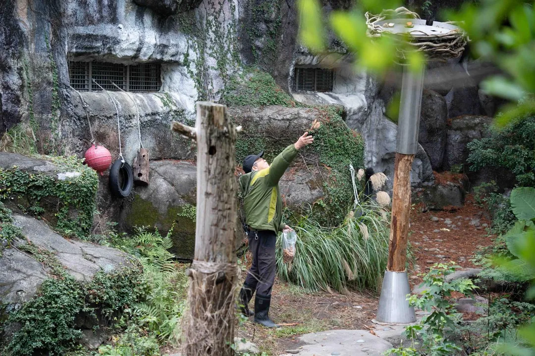 保育員會不定期將蔬果藏在「黑熊晃晃柱」，引發黑熊探索取食的行為。（圖／臺北市立動物園）