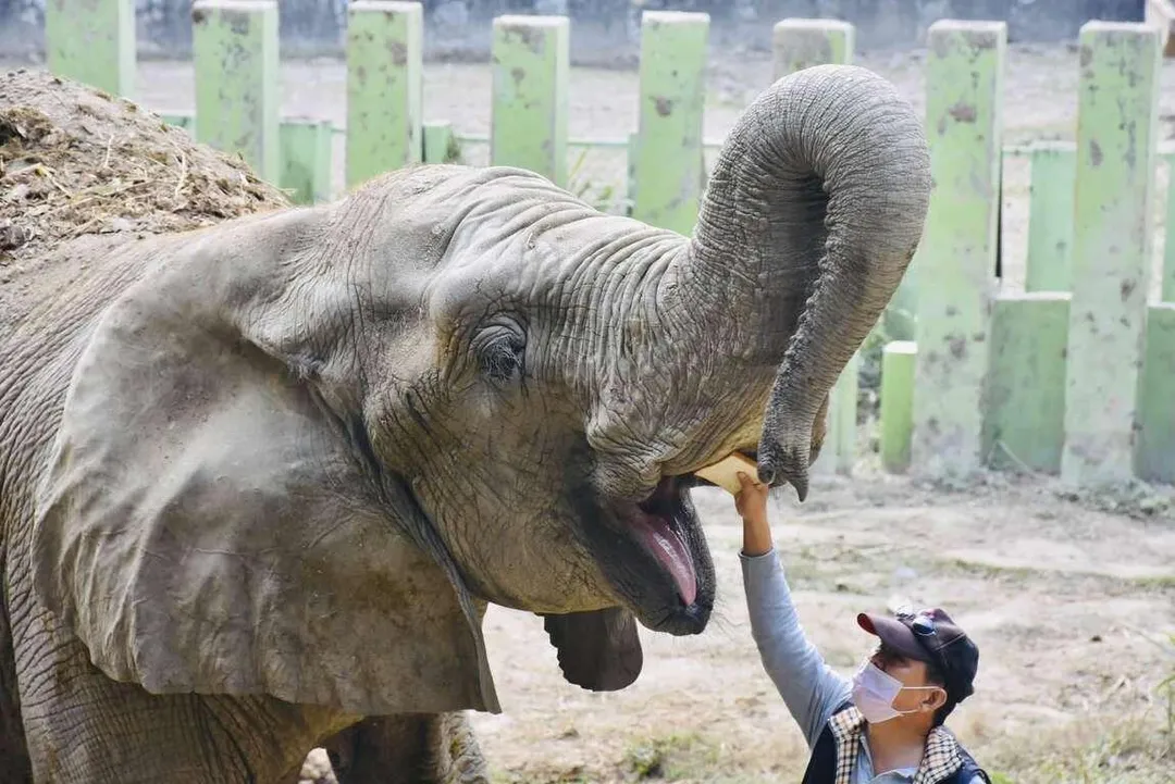 壽山動物園有許多動物明星。（圖／翻攝自高雄旅遊網）