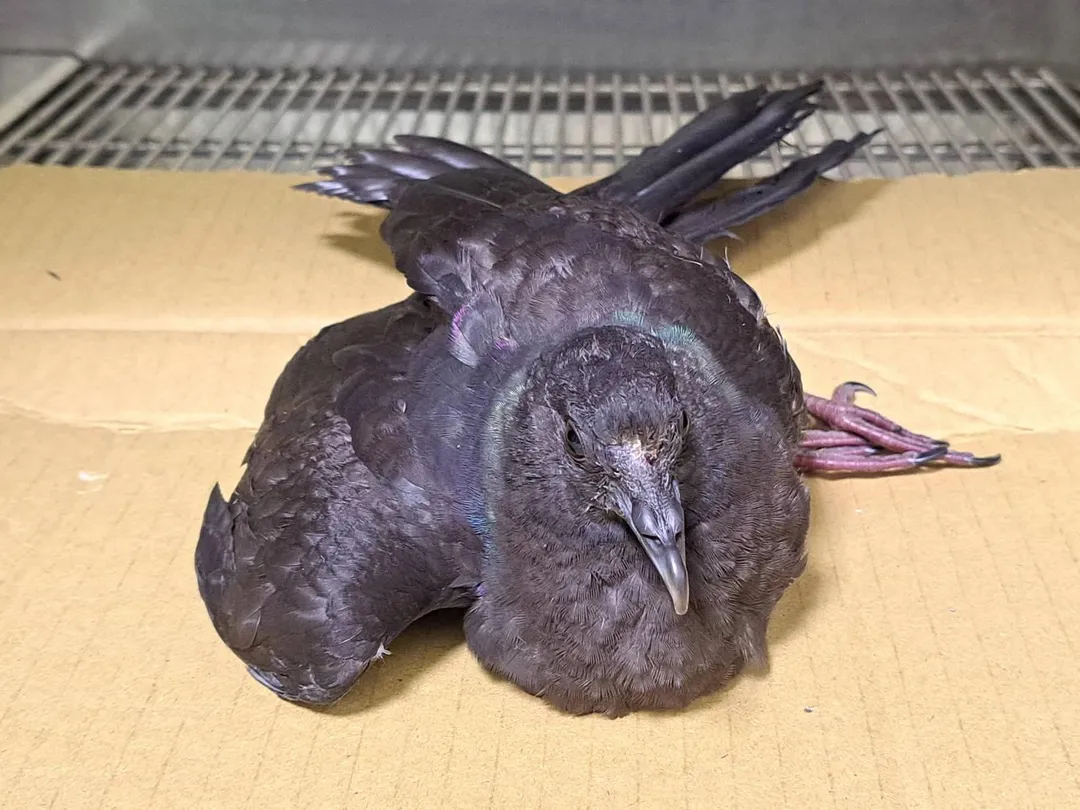 黑林鴿因撞擊致前額受傷無法站立。(圖/新北市政府動物保護防疫處提供)