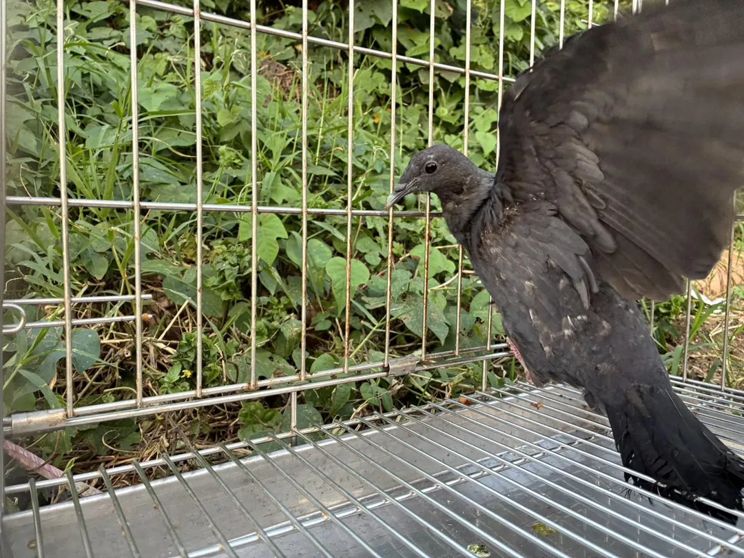 經兩個月的治療後,黑林鴿恢復飛行能力。(圖/新北市政府動物保護防疫處提供)