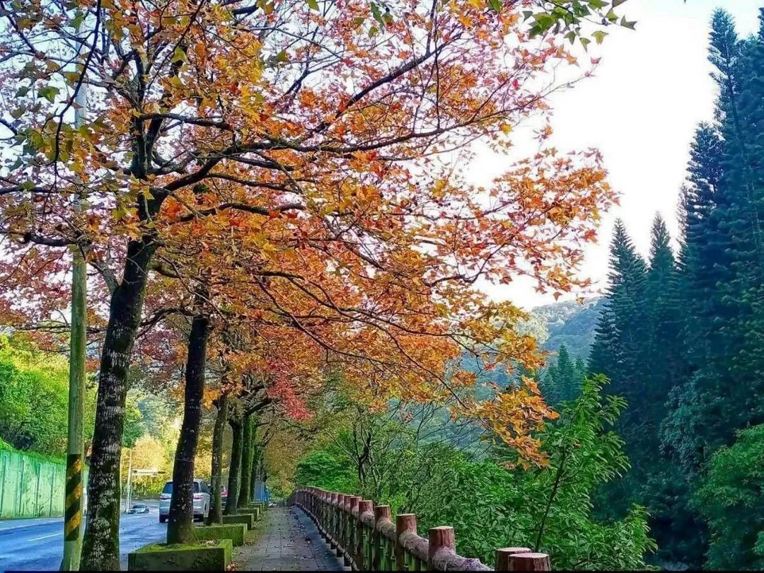 葉色從翠綠、金黃、亮橘到嫣紅交織並存,宛如秋日雲霞。(圖/台北市政府提供)