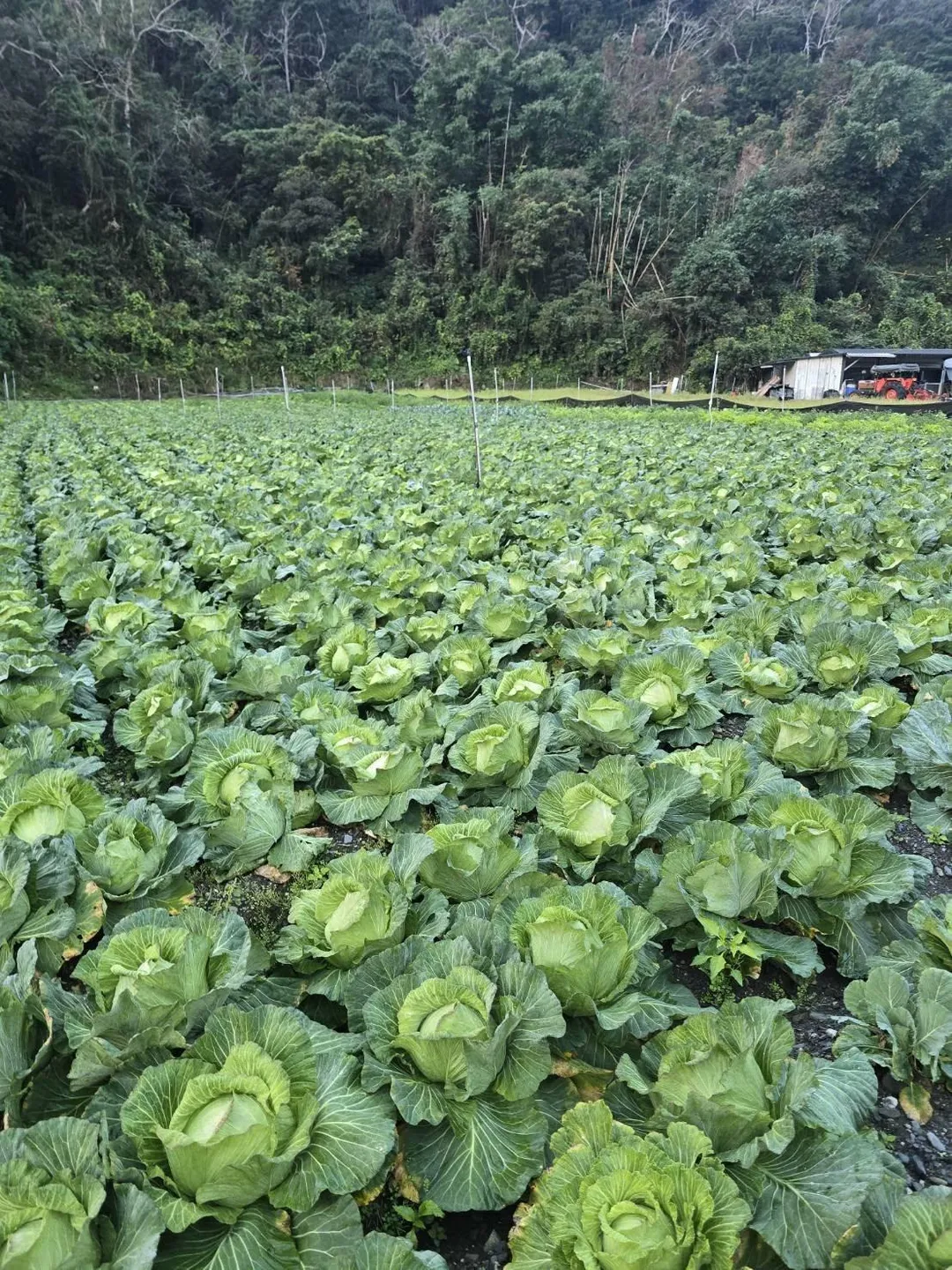 高麗菜正值採收期。（圖／翻攝自陳允萍臉書）