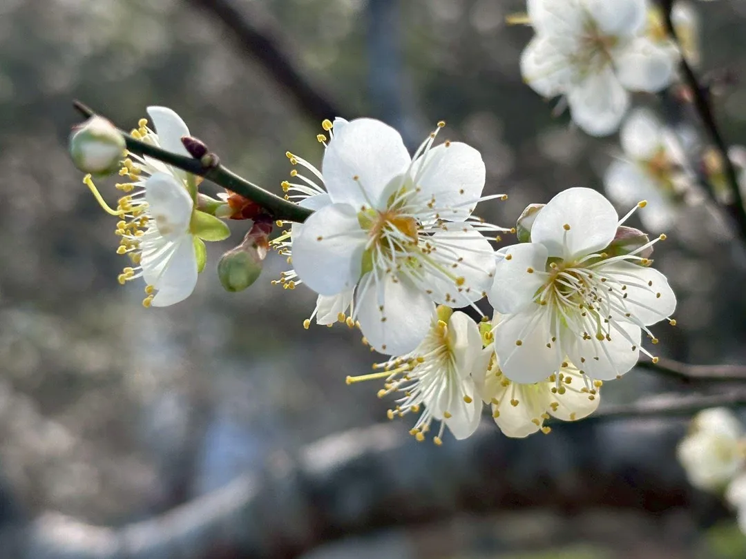 梅花近照。（圖／桃園市政府）