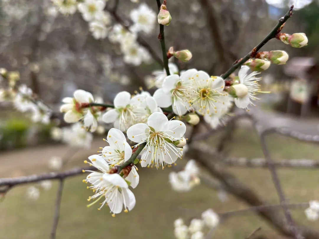 梅花近照。（圖／桃園市政府）