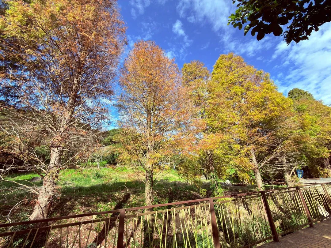 九芎湖步道群，是結合健行與賞落羽松的熱門路線。（圖／新竹縣政府提供）