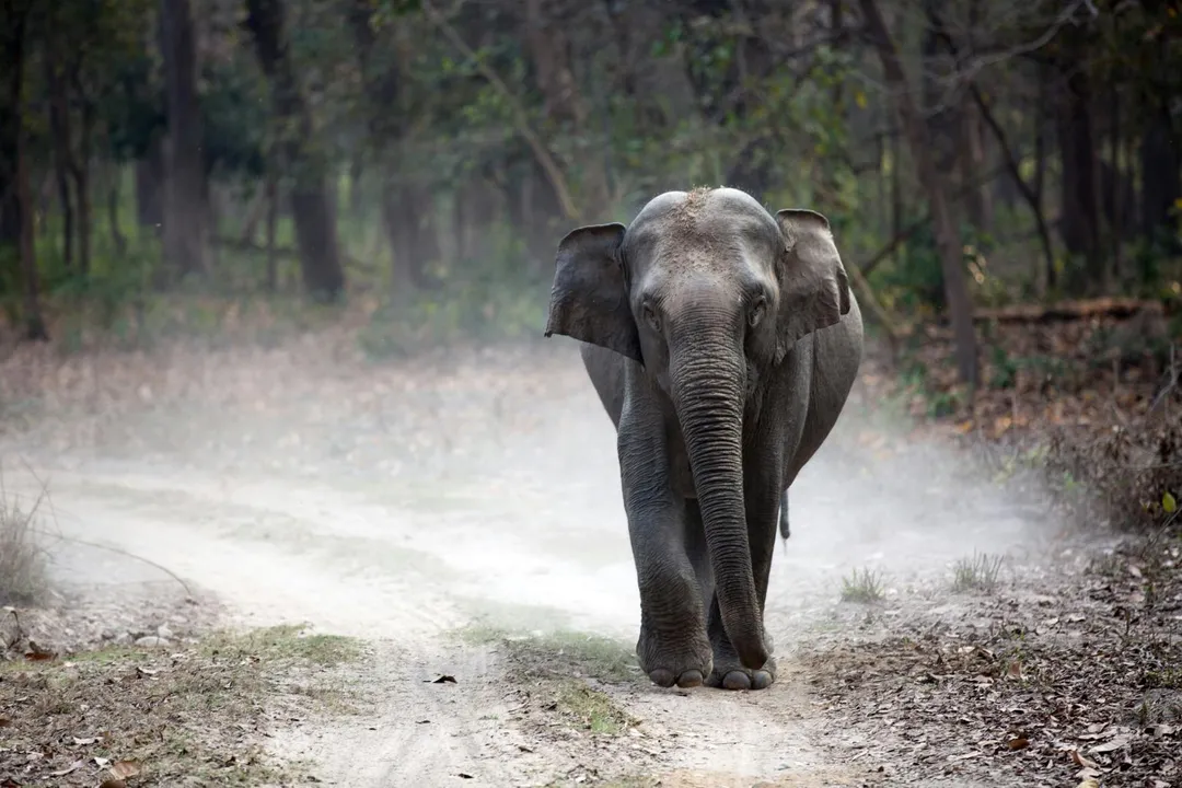 據信一頭公象過去十天攻擊人類已造成22人死亡。（示意圖／unsplash）